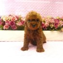 강남펫스타일 이미지