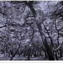 배동삼릉 이미지