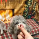 올림픽동물의료센터 이미지