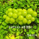 열매지은이