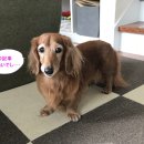 시리헤어 - 옥천군 | 시리헤어