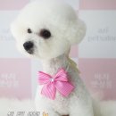 아지펫살롱 이미지