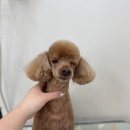 단추펫살롱 이미지