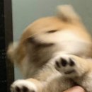 퇴사 전 일상모음 (feat.1박2일 제주여행)