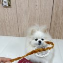 하이비오 이미지