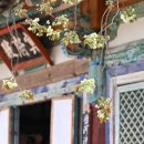 청통로 | 서산 개심사 겹벚꽃 청벚꽃 왕벚꽃 명소 4월 17일 실시간 개화 방문 후기