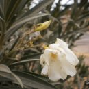 협죽도(Nerium Oleander) 씨앗 나눔---30분 이미지