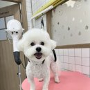 복실이네애견미용실 이미지
