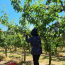 거성농장 이미지