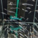 피쉬갤러리 천안점 이미지