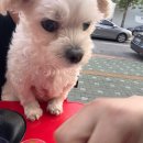 멕시카나관교점