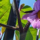 흥성농장 이미지