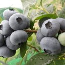 산막골 농장 이미지