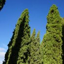 35. 스페인 - 그라나다 알함브라 궁전 내부 헤네랄리페 정원 이미지