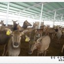 수정사슴목장 이미지