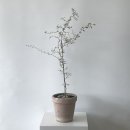 꽃바람화원