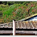 청도감마을 이미지