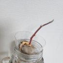 더자라다 이미지