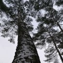 안면도자연휴양림 이미지