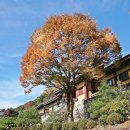 부석-비상-1 | [비상] 영주, 명소 - 부석사 : 가을 단풍