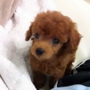 똥강아지 이미지