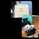 멍뭉식탁 이미지