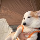 아미캠핑장 | 연천 아미힐 캠핑장 후기