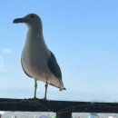 흘곶 | 대부도 흘곶갯벌 체험장, 아이와 함께하는 진짜 자연 체험