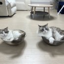 다이소증평점 이미지