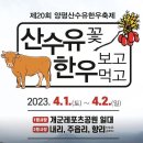 황보축산 | 2023년 4월 양평축제 양평산수유한우축제 정보와 주변맛집 추천