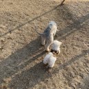 GROOMING 107 | 이천 부발 무촌리에 위치한 반려동물 미용샵, 그루밍 107(Grooming 107) 내돈내산 대만족 후기!