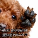 강아지발바닥보습제 펫도씨 포포스틱으로 우리집 댕댕이 말랑 젤리 지켜줘
