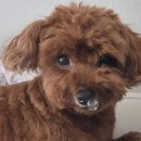 더펫(The Pet) | [체험단]13살 노견이 홀딱 반한 펫더라이프사료 후기🥰