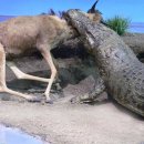 누가 진정한 공룡의 후손인지 가리자...코모도드래곤 vs 악어 이미지
