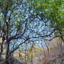 산새민박 이미지