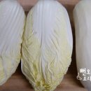알배기