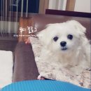 연이동물병원 이미지