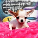 와와 이미지