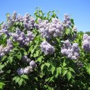 수수꽃다리 이미지