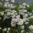 산본시장사거리(금정역쪽) 이미지