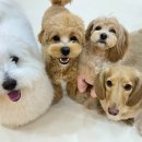 시우스쿨링 대화 이미지