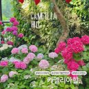 제주 카멜리아힐 수국축제 개화 시작 서귀포 감성정원 산책 추천