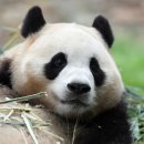 프랑스바게트 이미지