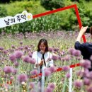 마늘꽃 이미지