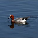 하천(유등천(4) 이미지