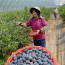 대나무골농장 이미지