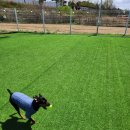 에브리댕댕 이미지