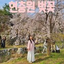 국립서울현충원 YTL화장실 | 서울 벚꽃명소 추천 현충원 4월 3일 실시간 벚꽃 만개 데이트명소