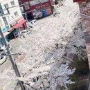 엔블라썸네일