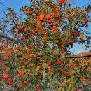 서대산농장 이미지